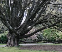 A massive tree at Botanic Gardens.