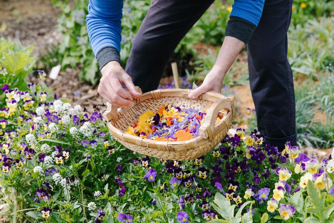 Flowers being picked and placed in a basket.