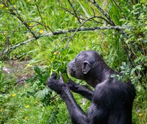 A chimpanzee eating.