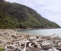 The beach at Kapiti Island.