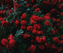 A bush of red roses.