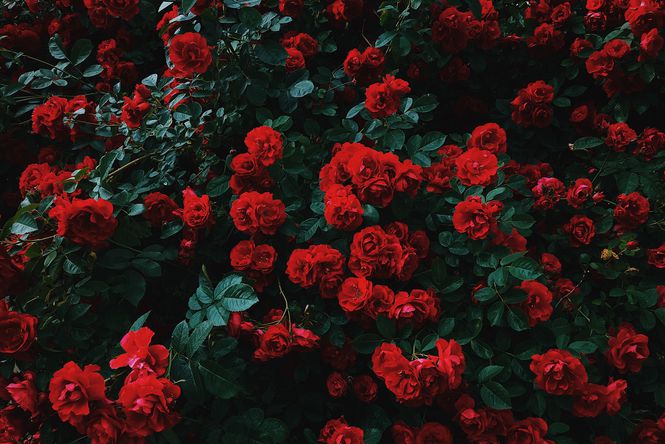 A bush of red roses.