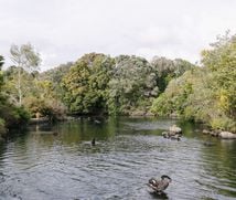 Swans in a lake at Western Springs.