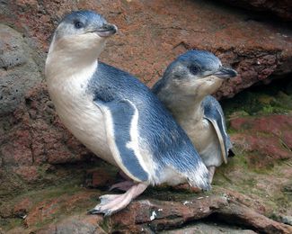 Two little blue penguins.